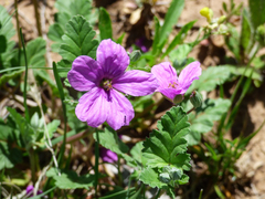 Erodium texanum