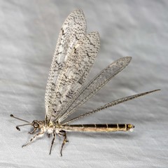 Protoplectron venustum