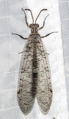 Protoplectron venustum