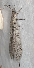 Protoplectron venustum