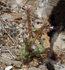 Phacelia mustelina
