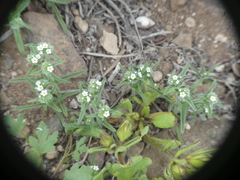 Cryptantha filaginea
