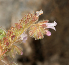 Phacelia mustelina