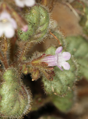 Phacelia mustelina
