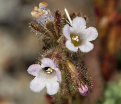 Phacelia mustelina