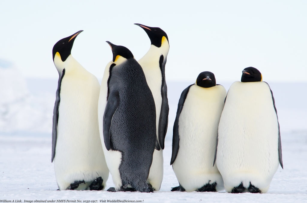 Emperor Penguin