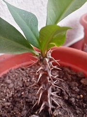Euphorbia milii