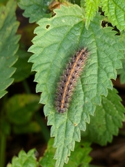 Phragmatobia