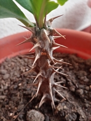 Euphorbia milii