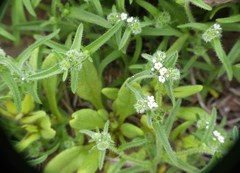 Cryptantha filaginea