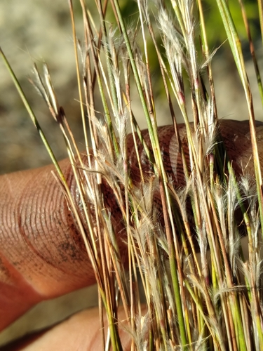 Image of Pinescrub Bluestem (Schizachyrium niveum) by (c) Scott Ward, some rights reserved (CC BY)