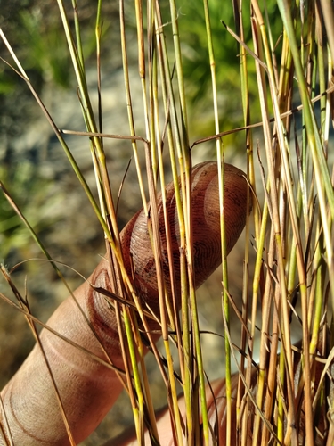 Image of Pinescrub Bluestem (Schizachyrium niveum) by (c) Scott Ward, some rights reserved (CC BY)
