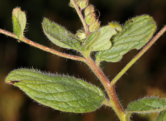 Phacelia mutabilis