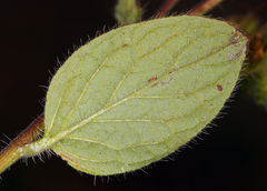 Phacelia mutabilis