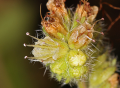 Phacelia mutabilis