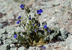 Phacelia nashiana