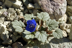 Phacelia nashiana