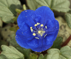 Phacelia nashiana