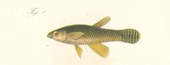 Banded Lampeye photo 2