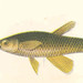 Aplocheilichthys spilauchen - Photo Pieter Bleeker, sin restricciones conocidas de derechos (dominio público)