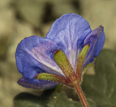 Phacelia nashiana