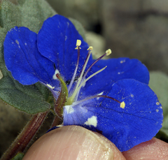Phacelia nashiana