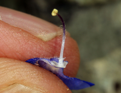 Phacelia nashiana