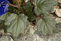 Phacelia nashiana
