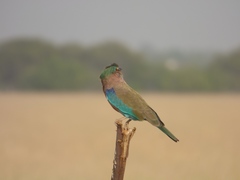 Coracias benghalensis