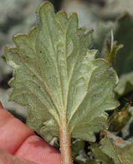 Phacelia nashiana