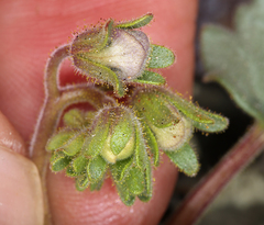 Phacelia nashiana