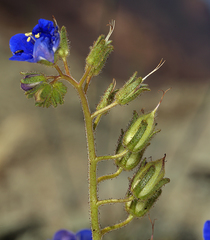 Phacelia nashiana