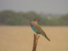 Coracias benghalensis