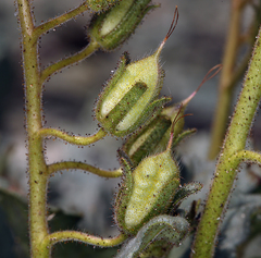 Phacelia nashiana