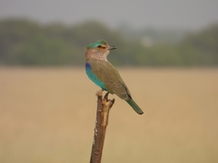 Coracias benghalensis