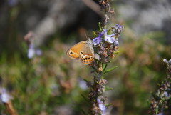 Coenonympha corinna