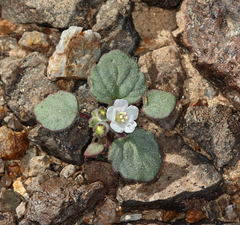 Phacelia neglecta