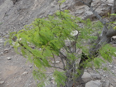 Prosopis alba