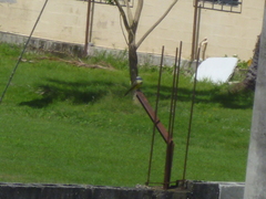 Tyrannus melancholicus