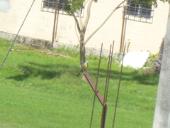 Tyrannus melancholicus