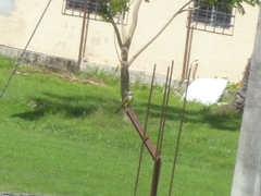 Tyrannus melancholicus