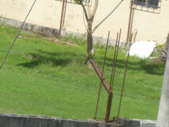 Tyrannus melancholicus