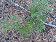 Calocedrus