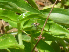 Habronattus paratus