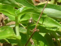 Habronattus paratus