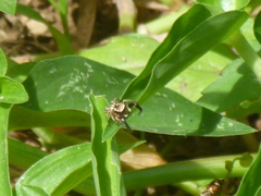 Habronattus paratus