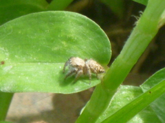 Habronattus