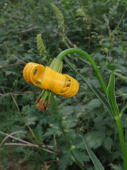Lilium pyrenaicum