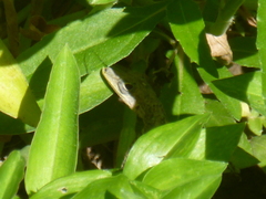 Anolis aeneus
