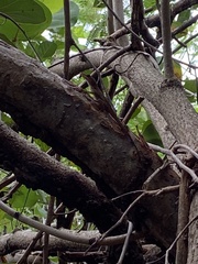 Anolis acutus